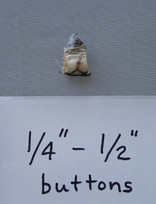 One  1/4” - 1/2” Wild Turkey Spur