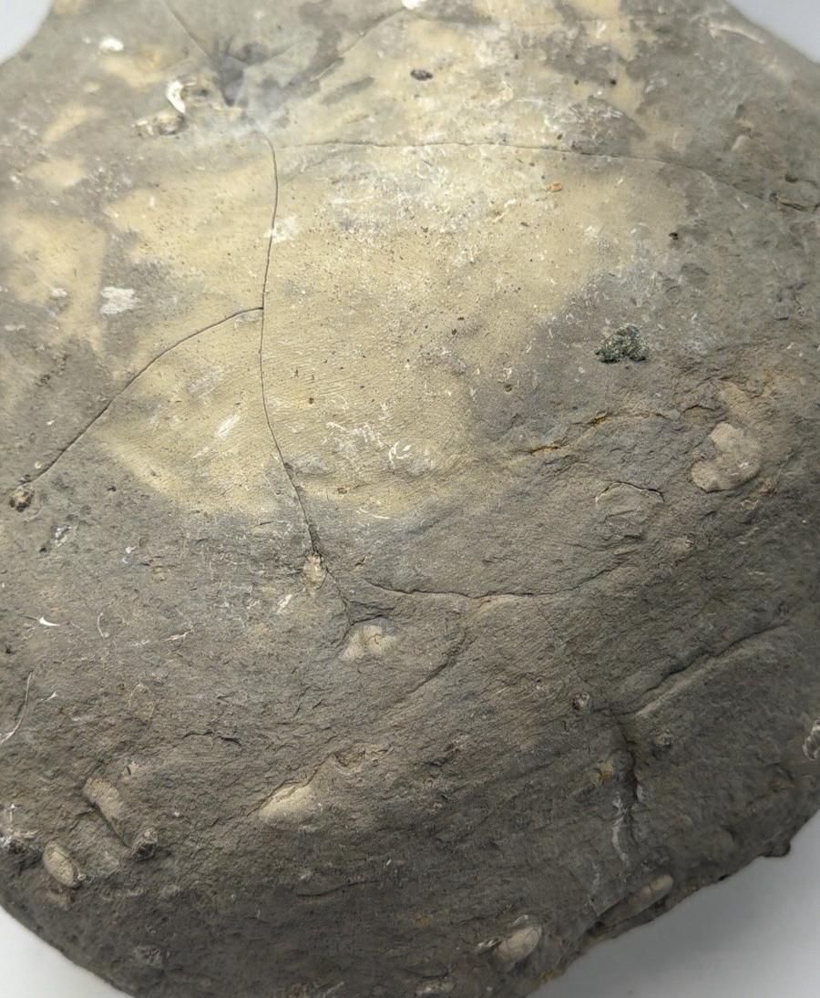 Large 31-lb Paleozoic Fossil Concretion w/Trilobite, Brachiopods, Gastropod poop