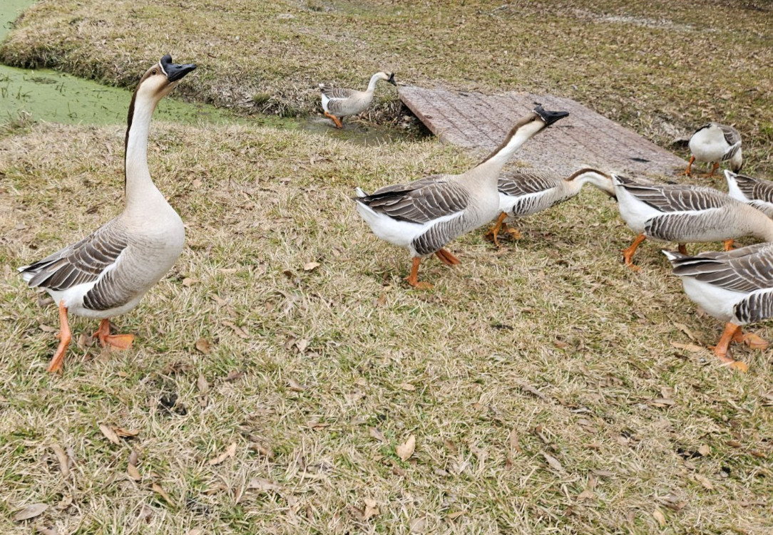 3 + African Goose Hatching Eggs Fertile Louisiana Farm Fresh MULTIPLES AVAILABLE