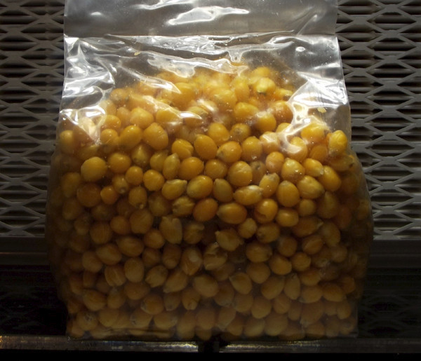 Sterilized Popcorn Mushroom Substrate