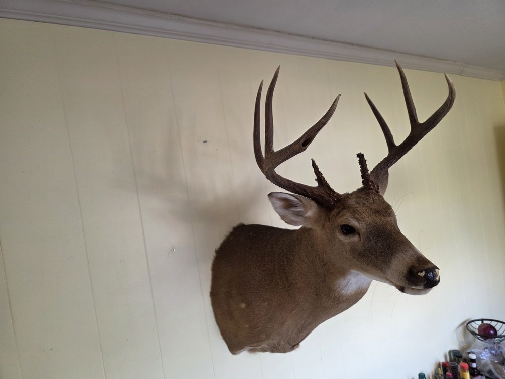 Whitetail Deer Taxidermy 130" Class