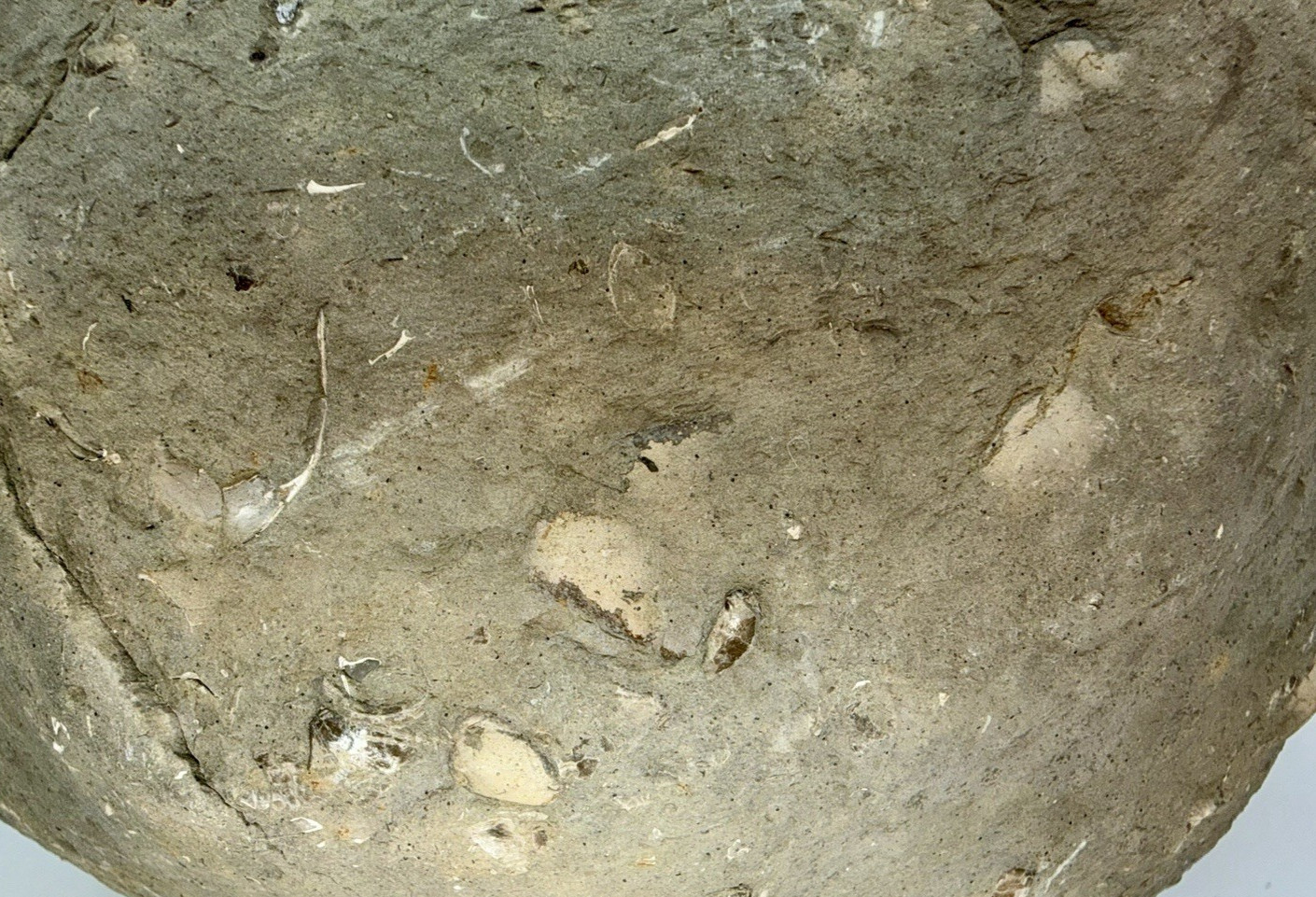 Large 31-lb Paleozoic Fossil Concretion w/Trilobite, Brachiopods, Gastropod poop