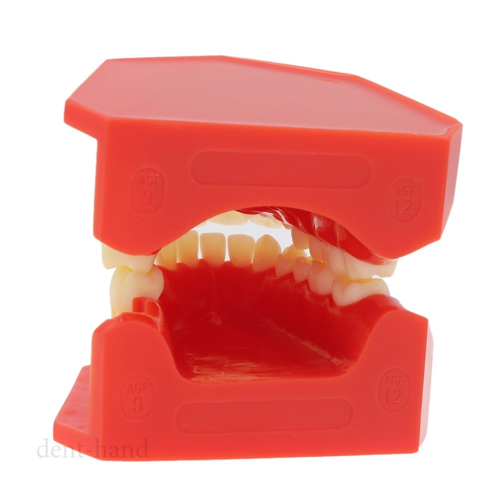 M7013 Teeth Permanent Tooth Dental Alternate Demonstration Study Teach Model