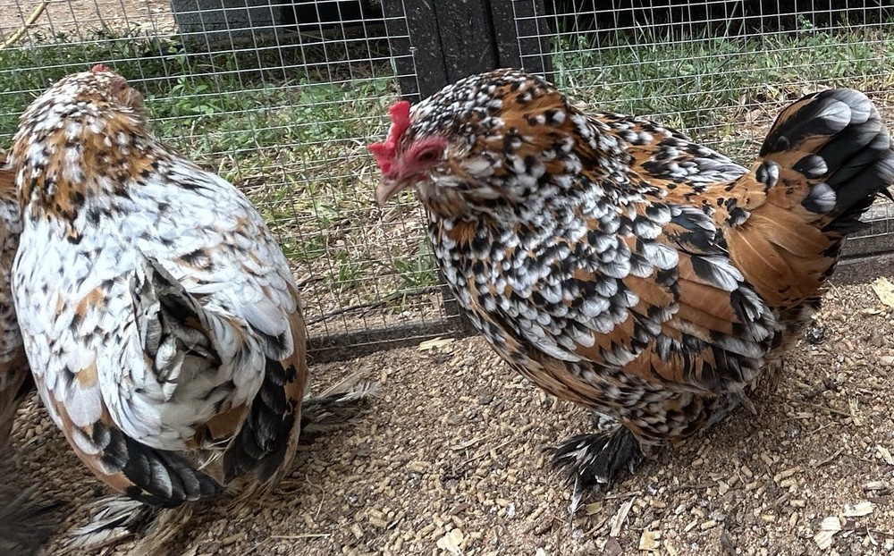 Belgian Bearded Mille Fleur D’Uccle Hatching Eggs 6 Plus 1