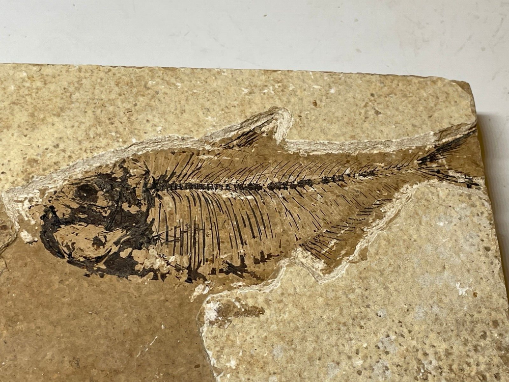 FOSSIL FISH SINGLE PLATE #3