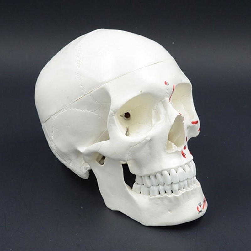 Anatomical Head Bone Model, Number Coded Human Anatomy Skull Model Teaching Aids