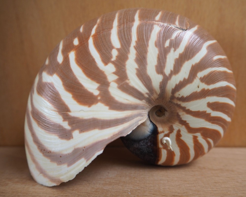 Seashelle Nautilus Macromphalus Shell New Caledonia