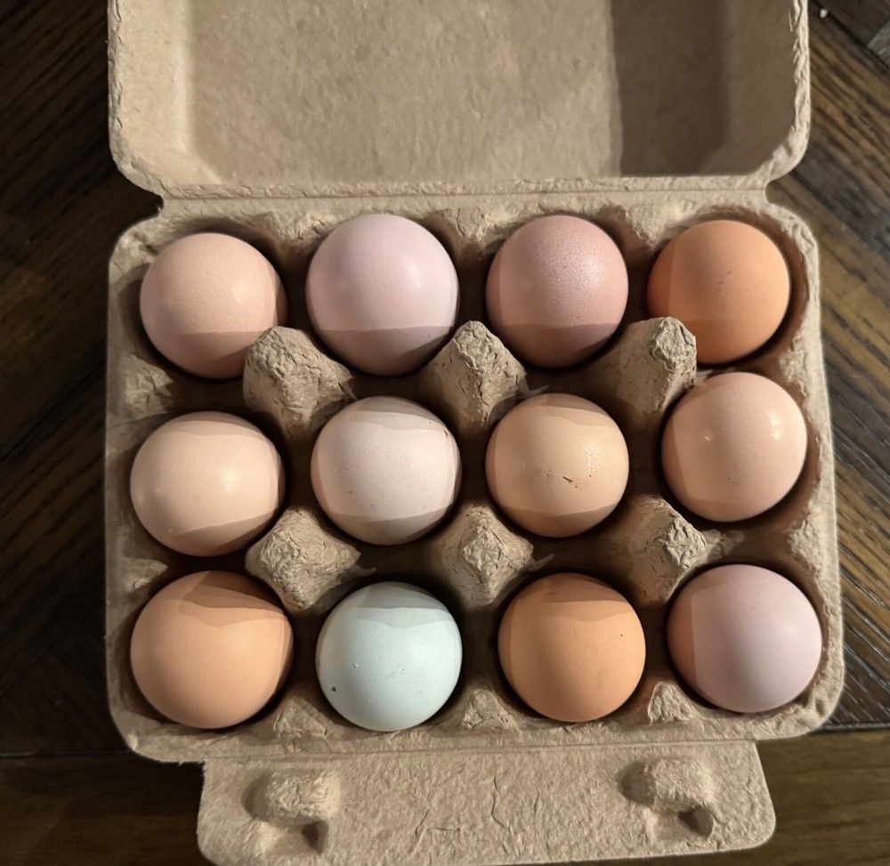 12 Chicken Hatching Eggs Mix (Rare Breeds)