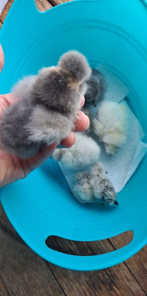 12+2 Silkie Hatching Eggs Npip