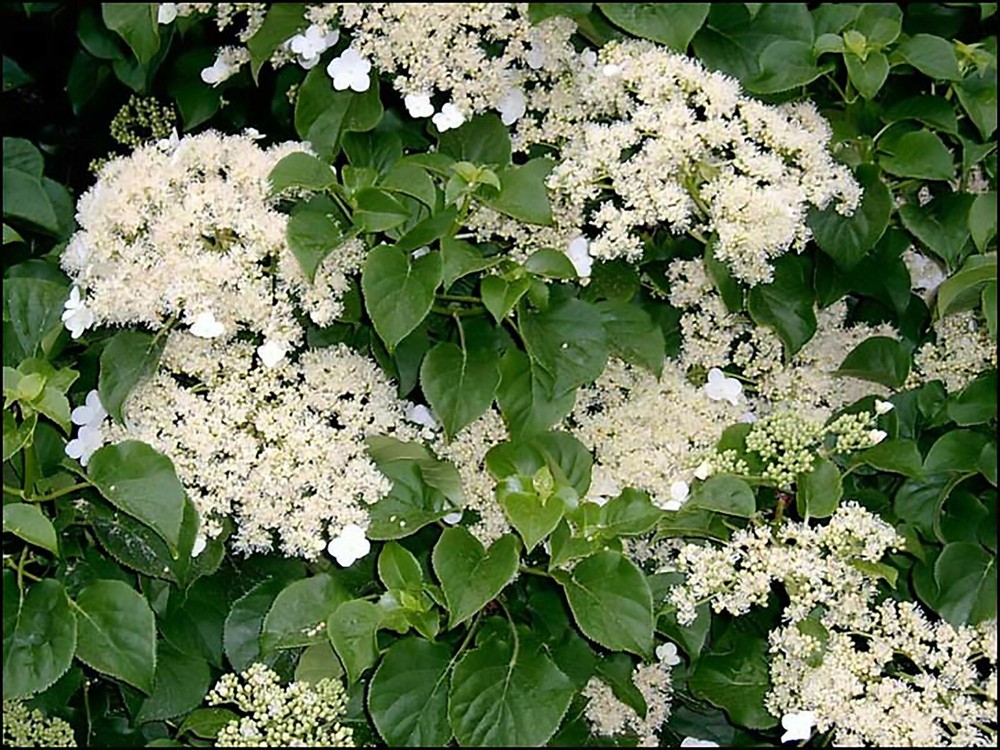 Climbing Hydrangea, Hydrangea anomala petiolaris, Vine Seeds