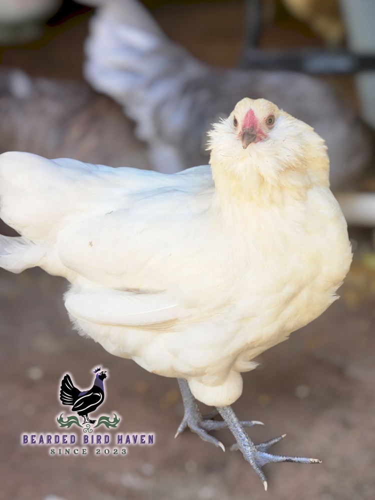 Easter Egger Hatching Eggs X6 (NPIP Certified: AI/PT Clean) + EXTRA