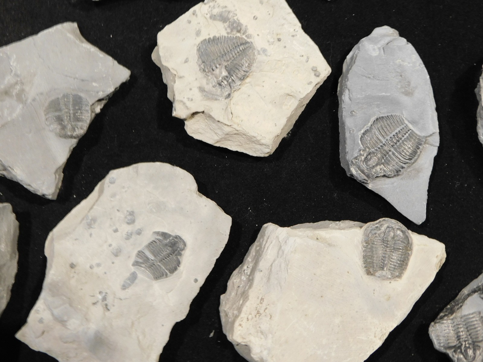 GIANT Lot of FORTY 100% Natural Elrathia TRILOBITE Fossils in Matrix Utah 2300gr