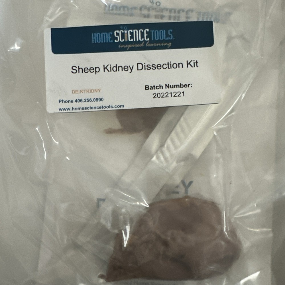 Sheep Kidney Dissection Kit