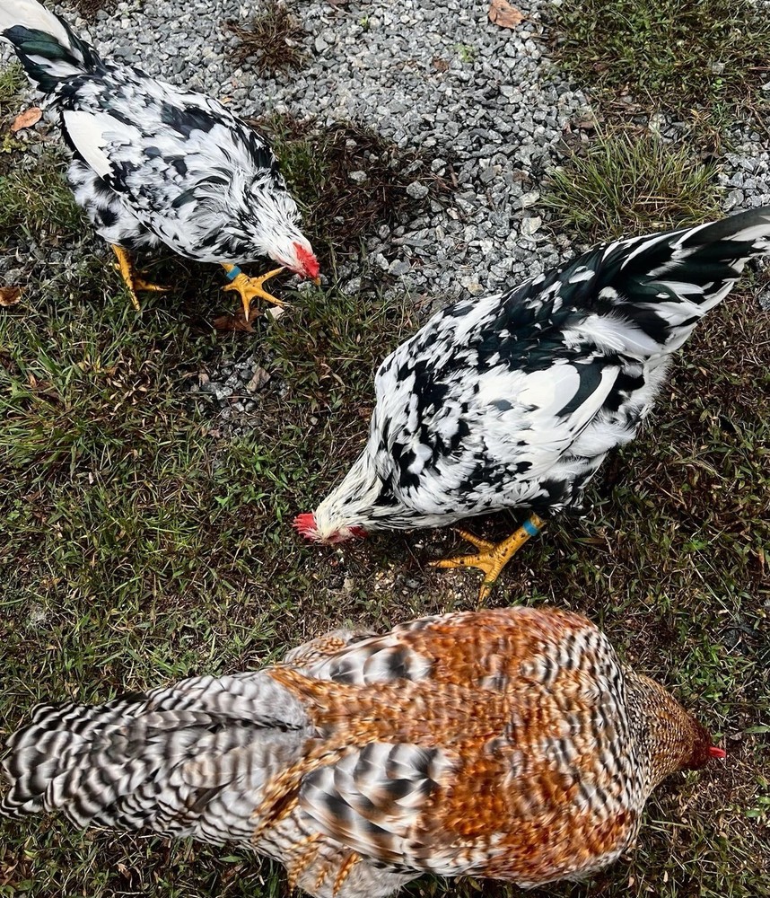 🎱 12 FERTILE HATCHING E G G S 🎱