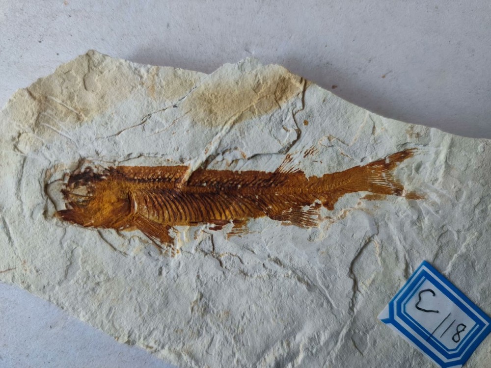 Unique and authentic fish fossils A03