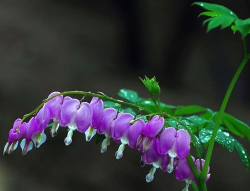 20 pcs Rare Mix Color Red Pink Purple White Bleeding Heart Seeds Shade Flower