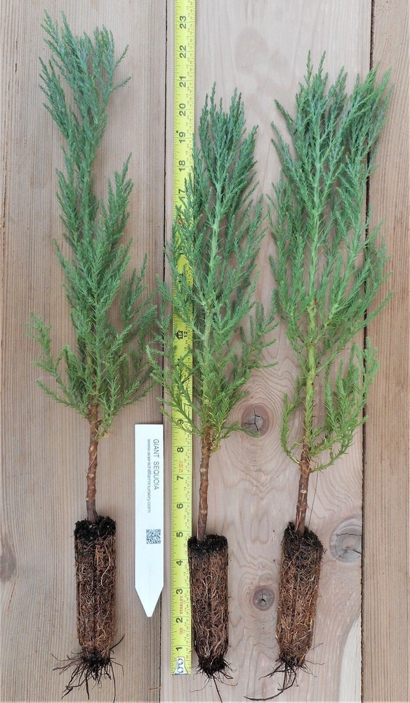 5 Giant Sequoia 6-12" Bare Root Starter Plant