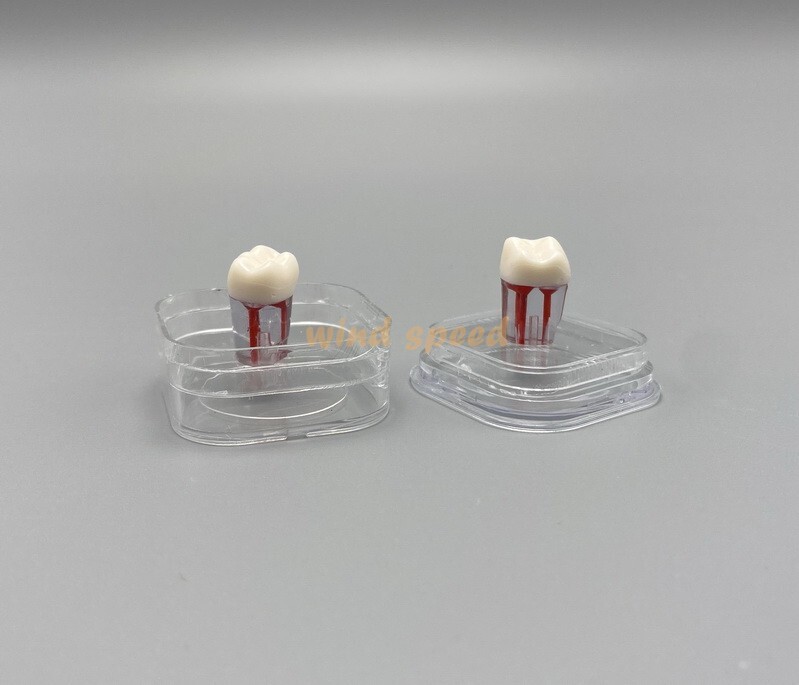 20pcs Denture Hinged Display Box Storage Crown Jewelry Chip Boxes Membrane Case