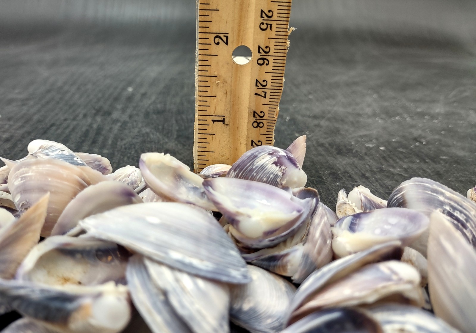 Purple Cay Cay Clam Seashells (approx. half cup +/-70 shells 0.5+ inches)