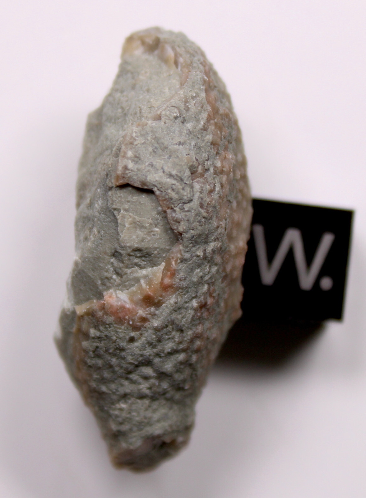 Holocystites scutellatus Silurian Cystoid Fossil Indiana Massie Shale