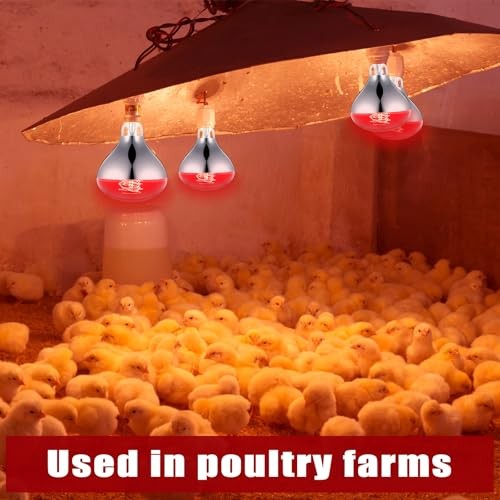 Pack 250 Watt Heat Lamp 120v R0 Heat Lamp Bulbs Glass 250 Watts 4 Silver, Red