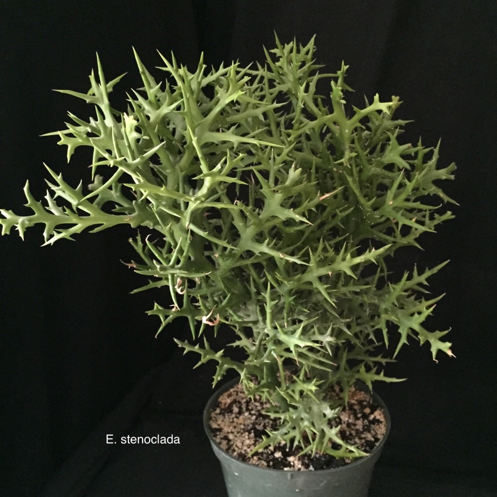 Euphorbia stenoclada, succulent