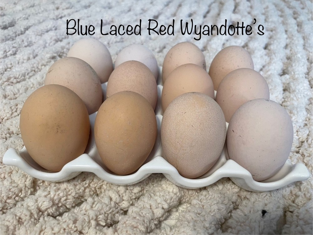 12+ Blue Laced Blue Wyandotte hatching eggs