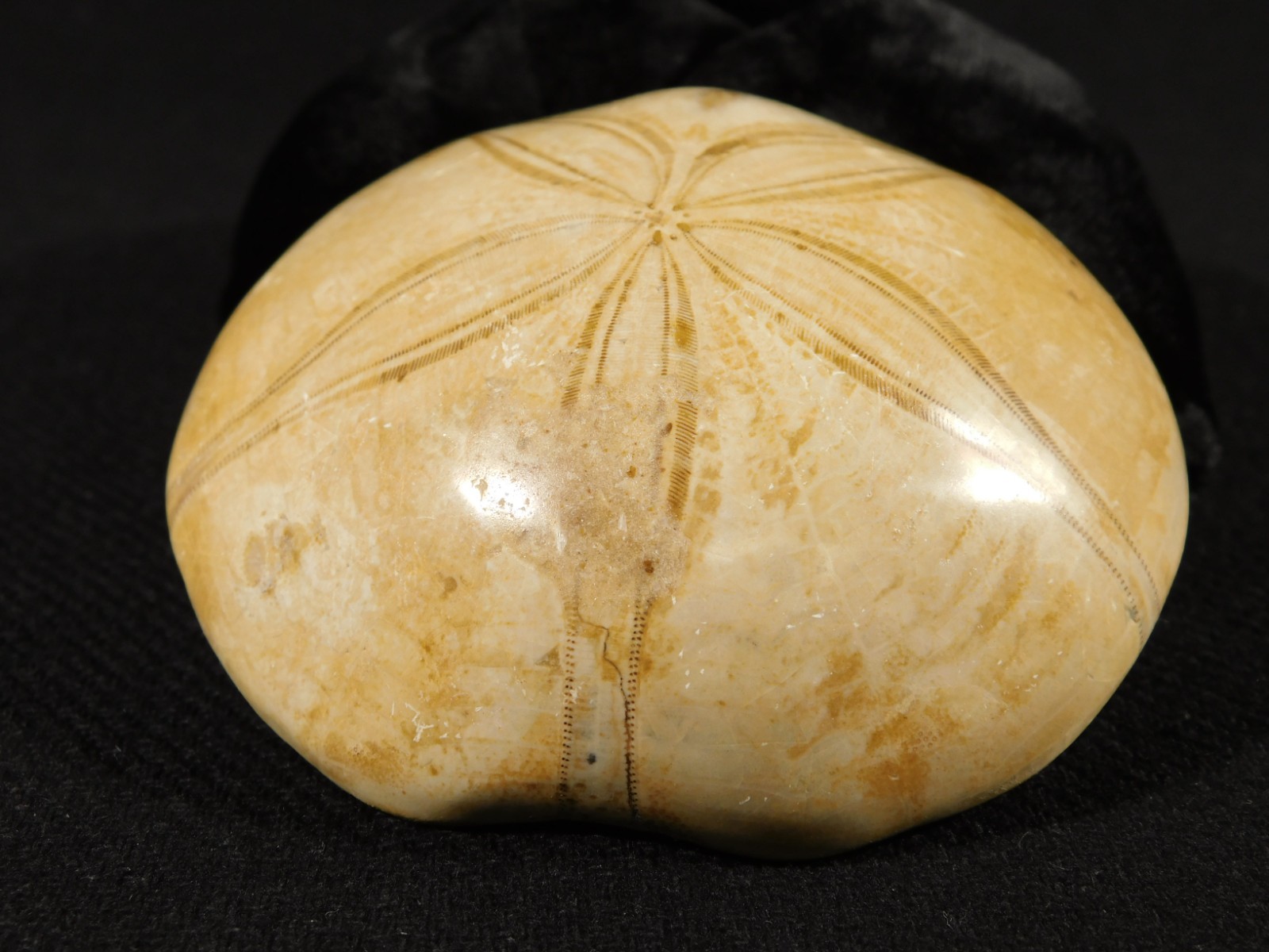 Big! Polished 150 Million Year Old! AAA SAND DOLLAR Fossil Madagascar 259gr