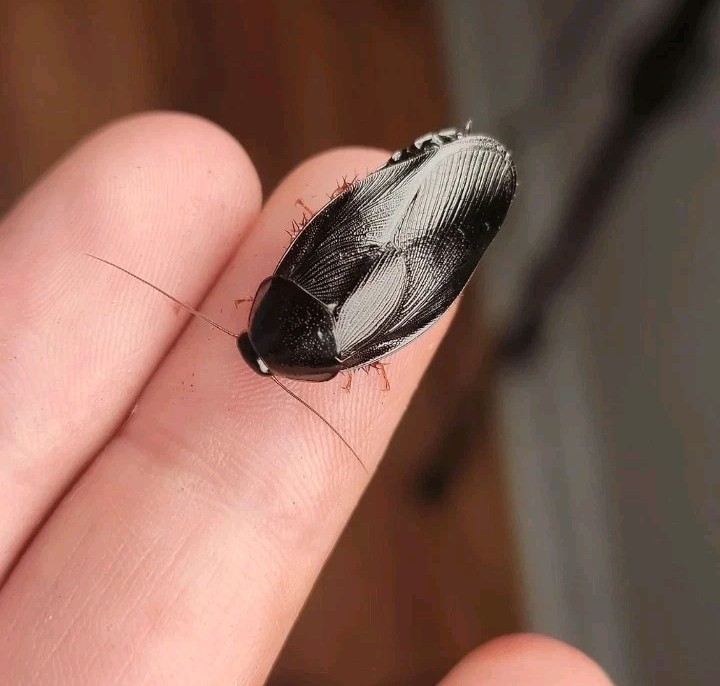 Surinam Roach (Pycnoscelus nigra) 15 Ct