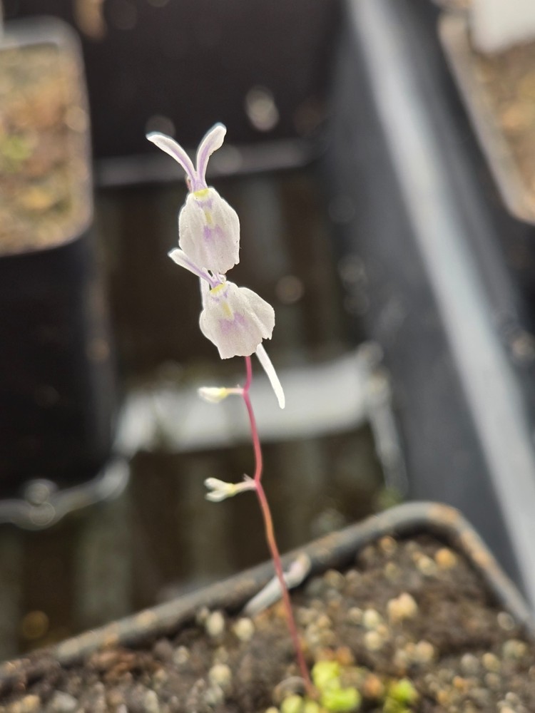 Utricularia Sandersonii Carnivorous Bladderwort