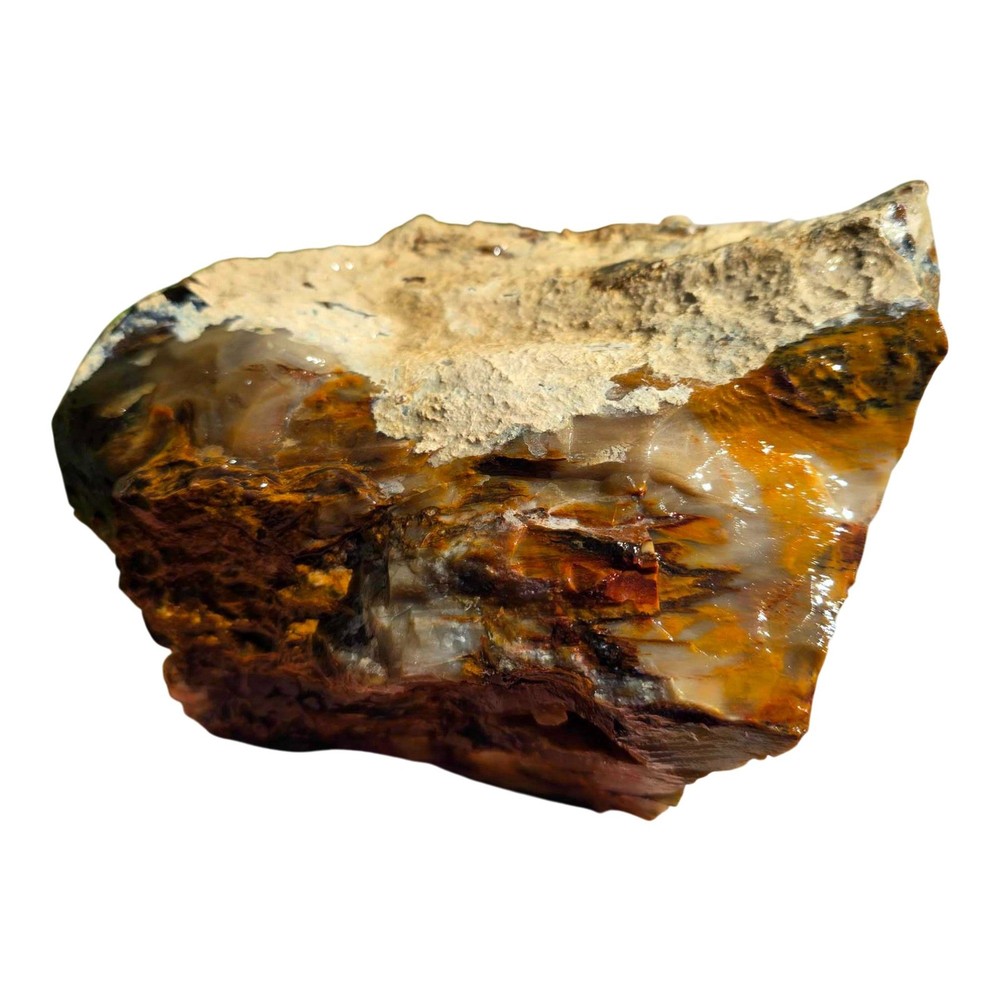 Pacific Northwest Petrified Wood Random Pull Saddle Mountain