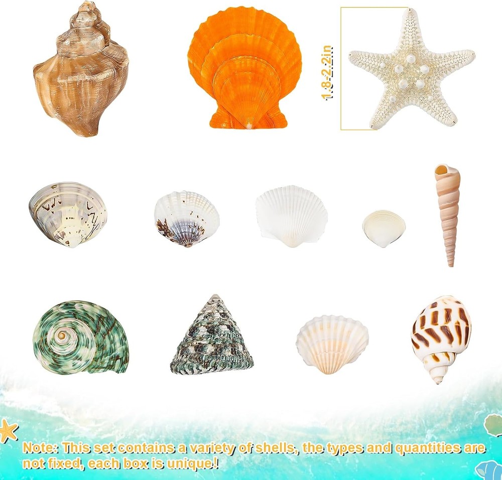 Natural Sea Shell Mixed Ocean Shells Set - 0.8"-2.5" Various Sizes Seashell Conc