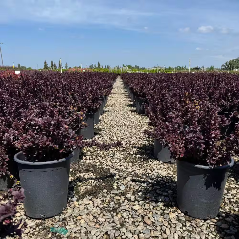 #5 Container Berberis T Concorde' Shrub Plant (2-Pack)