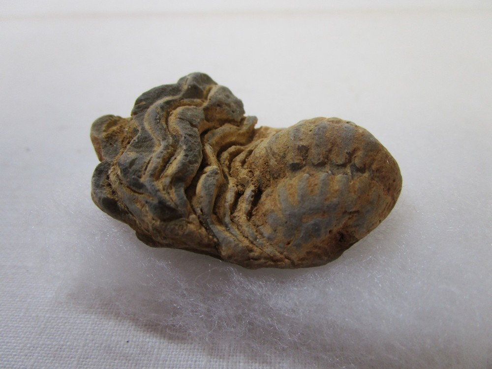 Trilobite Fossil Genuine 2"