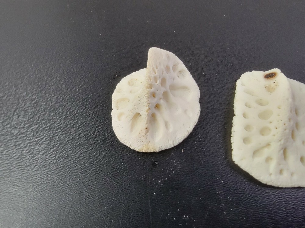 Gator ALLIGATOR BACK SCUTE bone bones BONY skutes croc weird OSTEODERMS CLEAN
