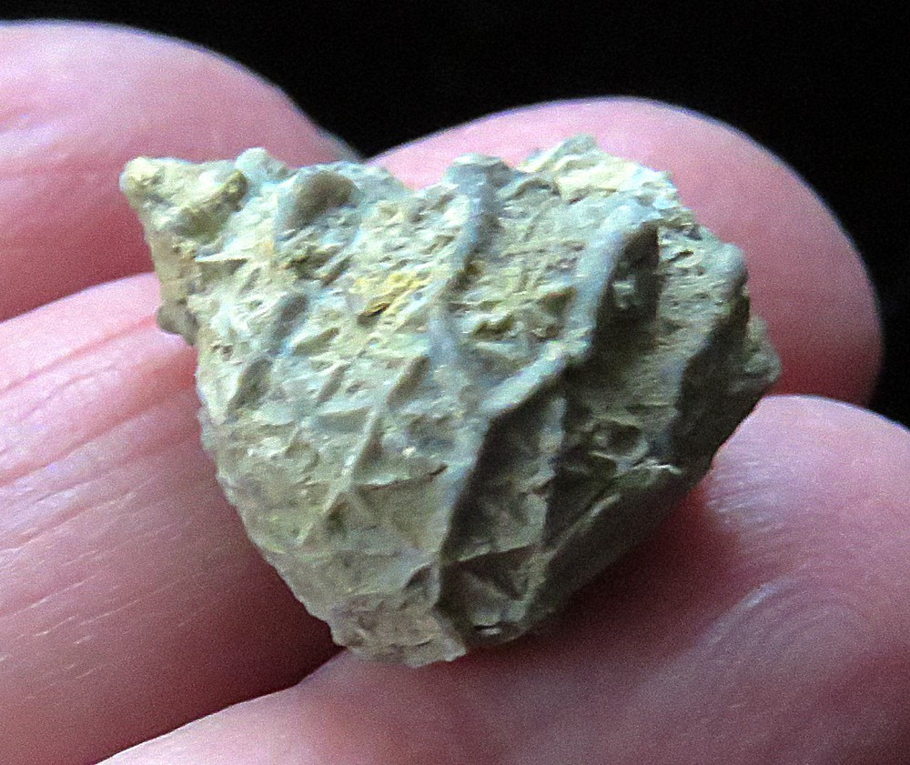 Crinoid- 3/4"- Glyptorinus dyeri- Ordovician- Cincinnati, Ohio