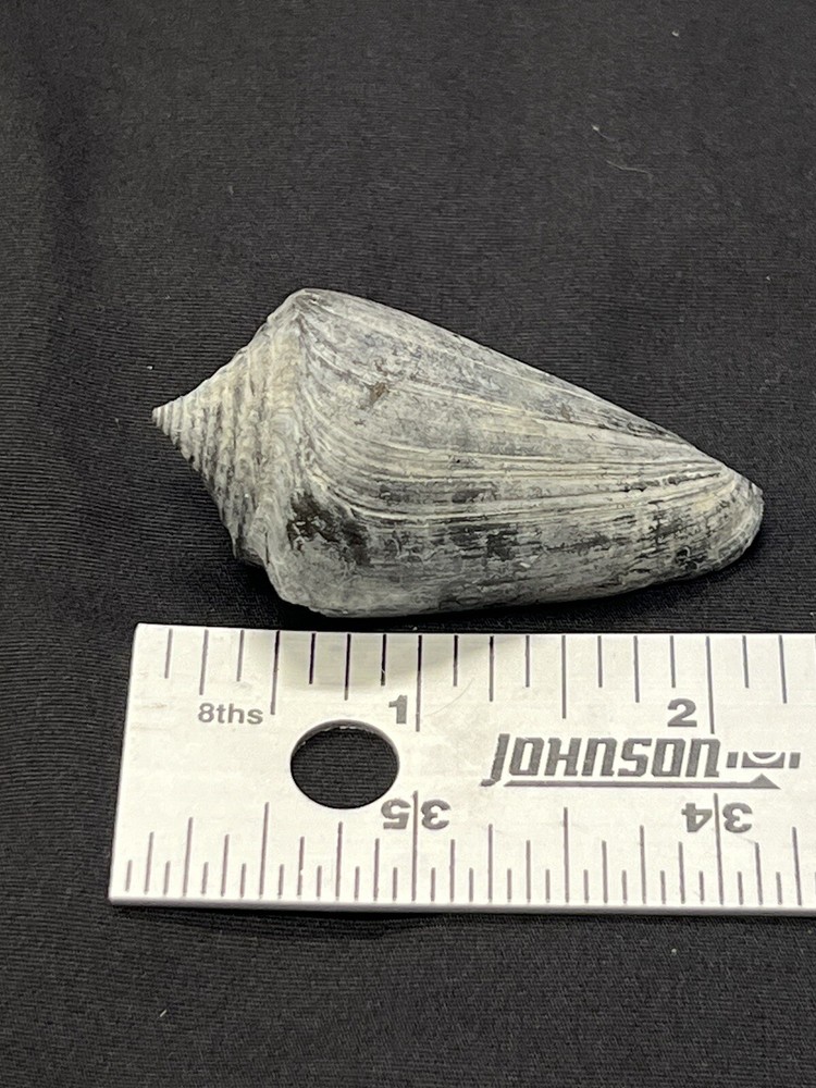 RARE Fossilized CONE Shell From Central Florida - Pliocene Era.