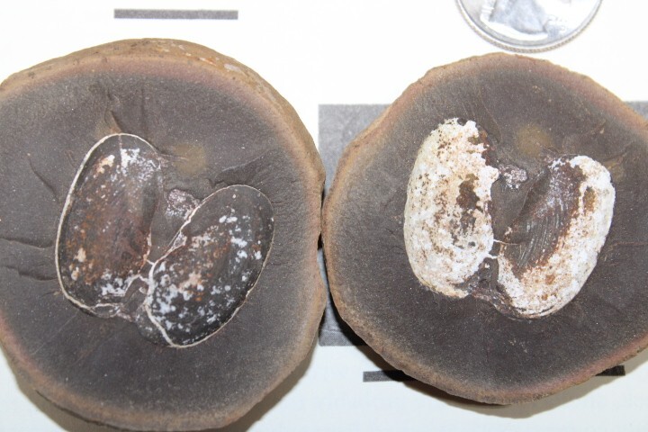 Mazon Creek Fossil Bivalvia Clams Molluscs Fossils Pennsylvanian Period R7