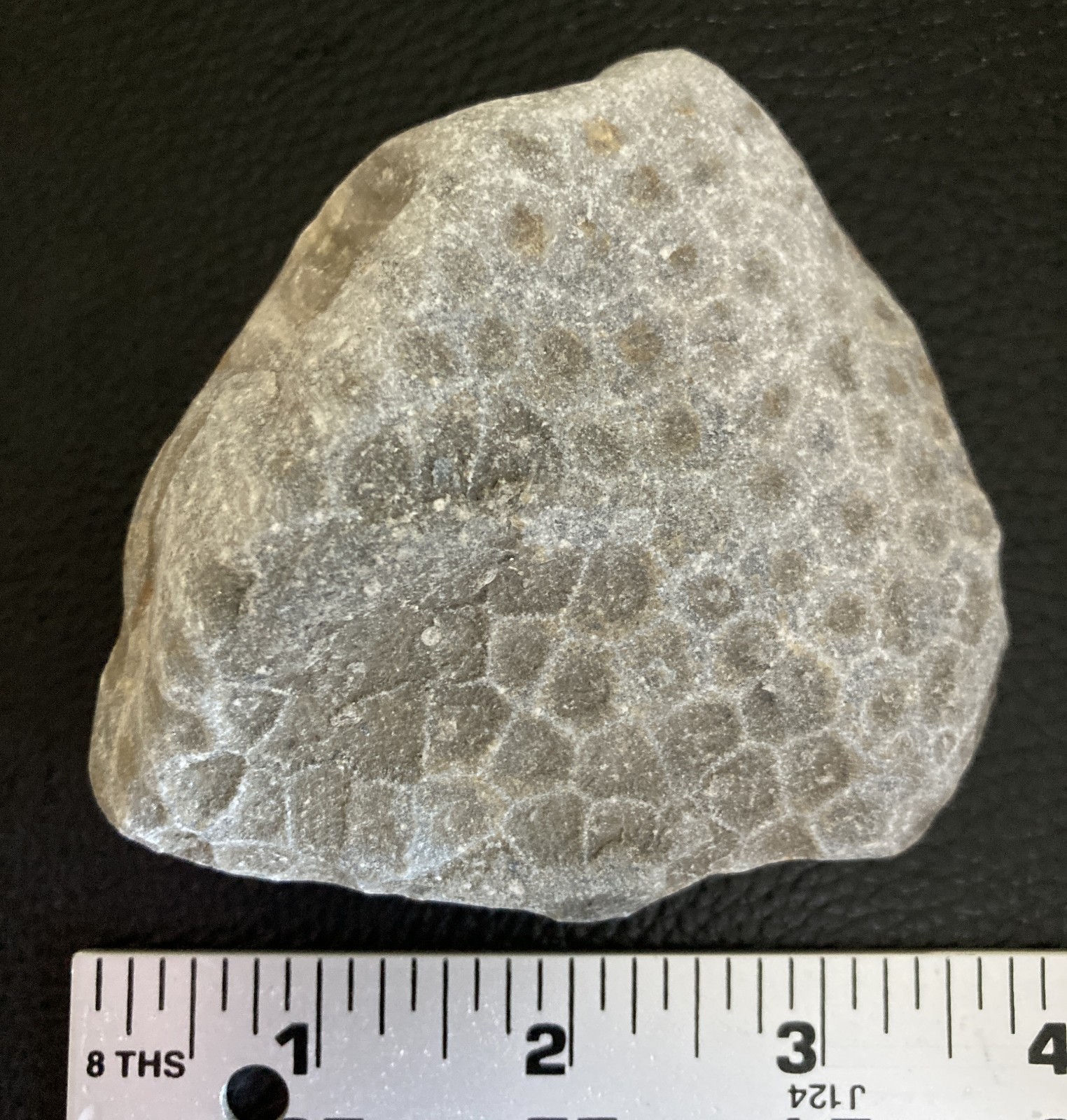Michigan Petoskey Stone Hexagonaria Fossil Detailed 3.6" Display Specimen 11oz