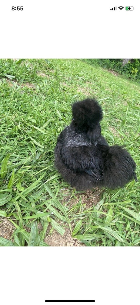 12 Bearded Silkie Hatching Eggs