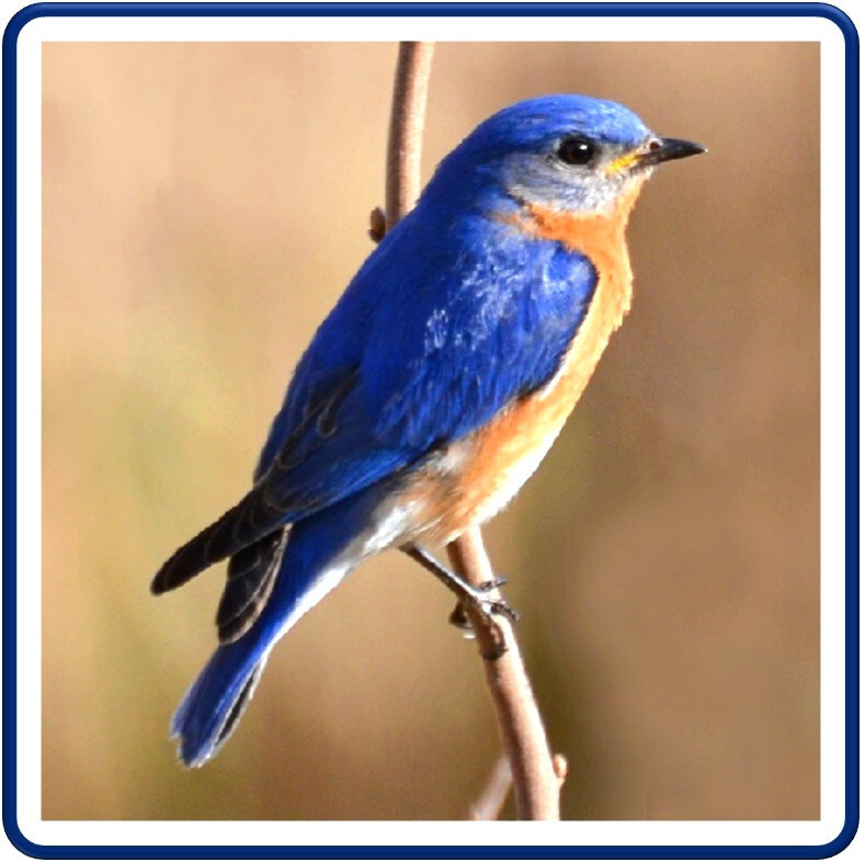 30 Custom Eastern Bluebird Personalized Address Labels