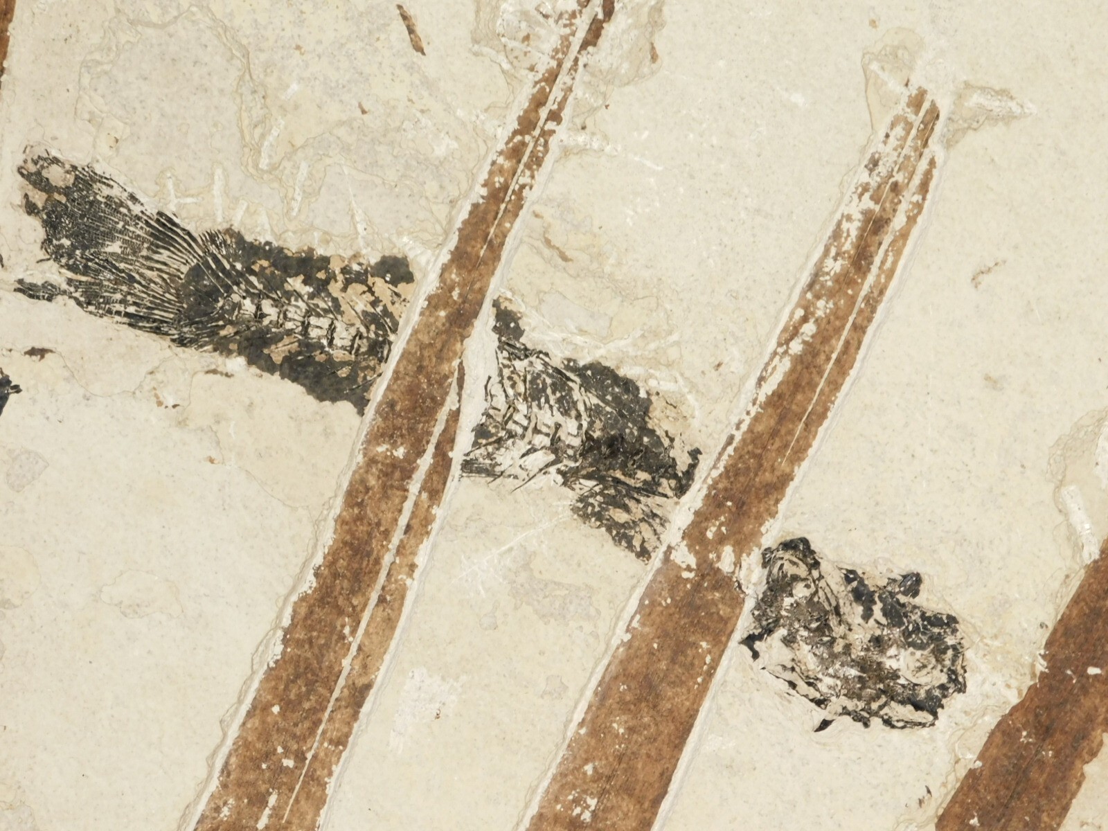 GIANT! PALM Frond Fossil With a BIG Rare Mioplosus FISH Fossil From Wyoming