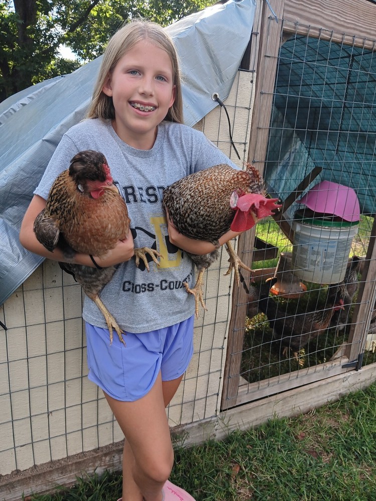5+ Crested Cream Legbar Purebred Blue Fertilized Hatching Eggs