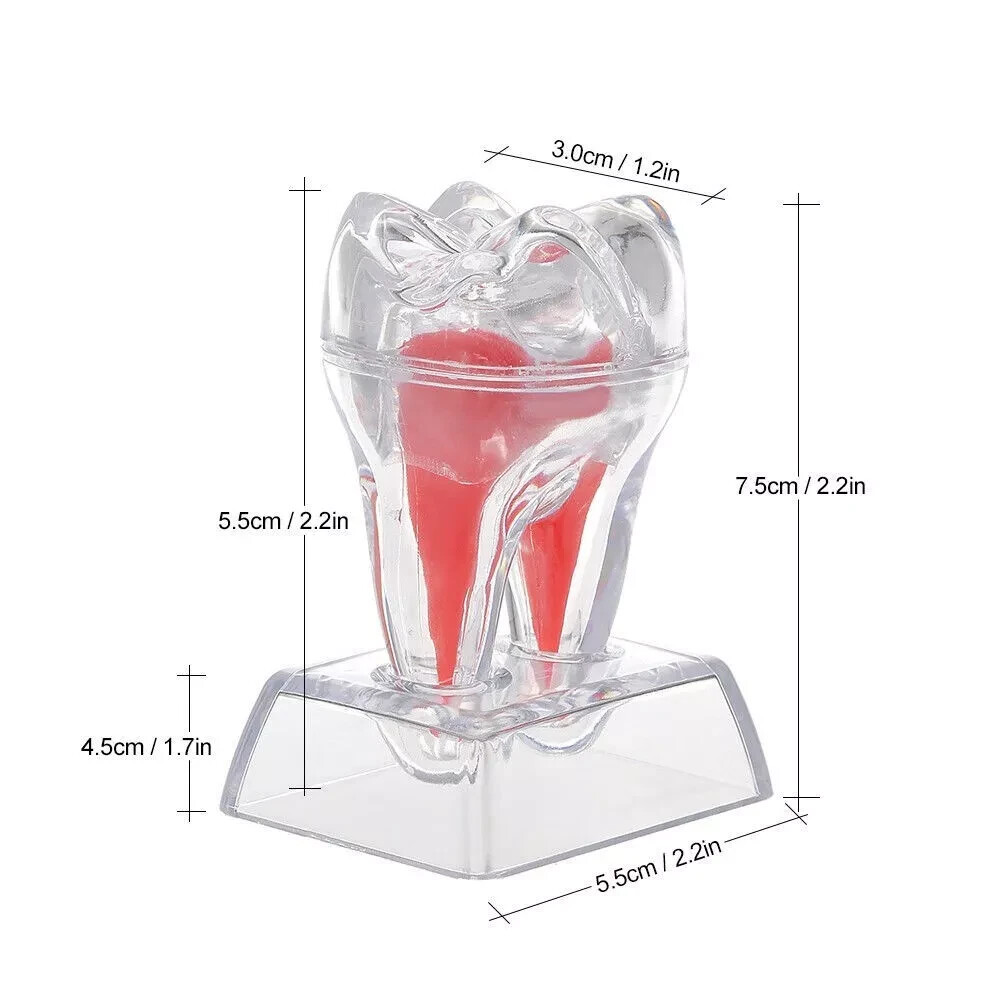 Dental Lab Crystal Base Hard Plastic Teeth Tooth Molar Model Separable For Study