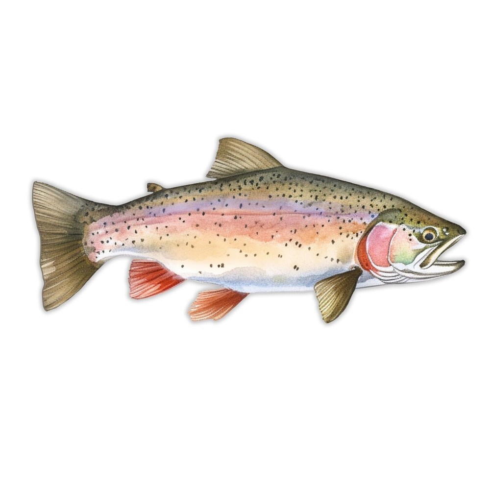 Rainbow Trout Sticker Decal