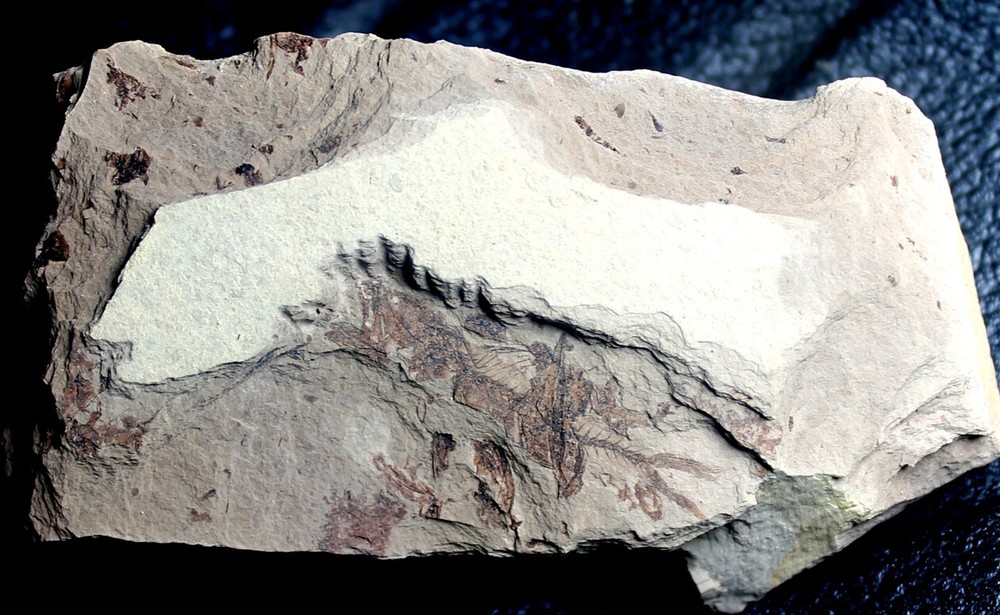 Serranus sp. - Oligocene fossil fish