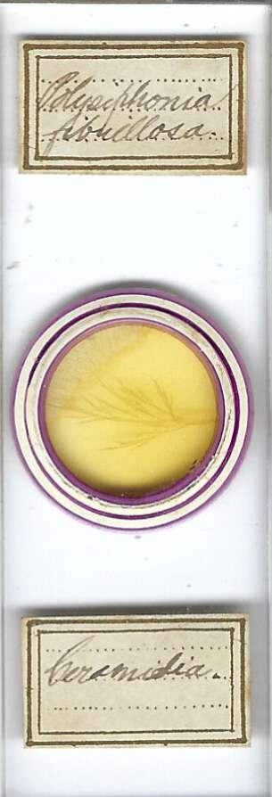 Polysiphonia fibrillosa Microscope Slide