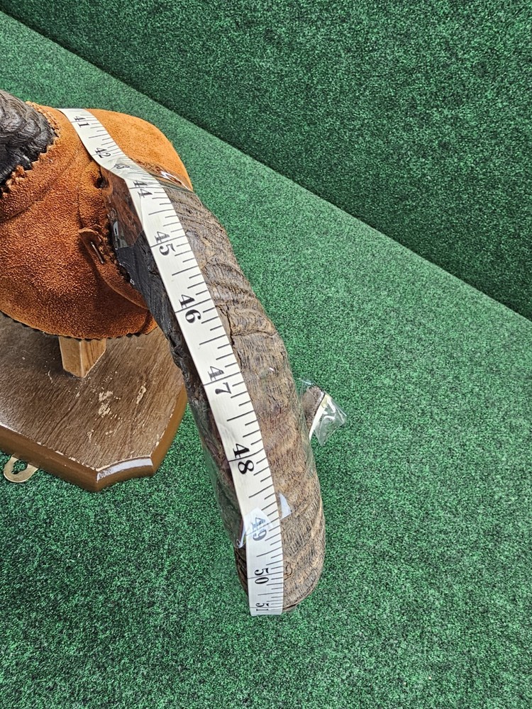 Rams Horn Taxidermy Mount