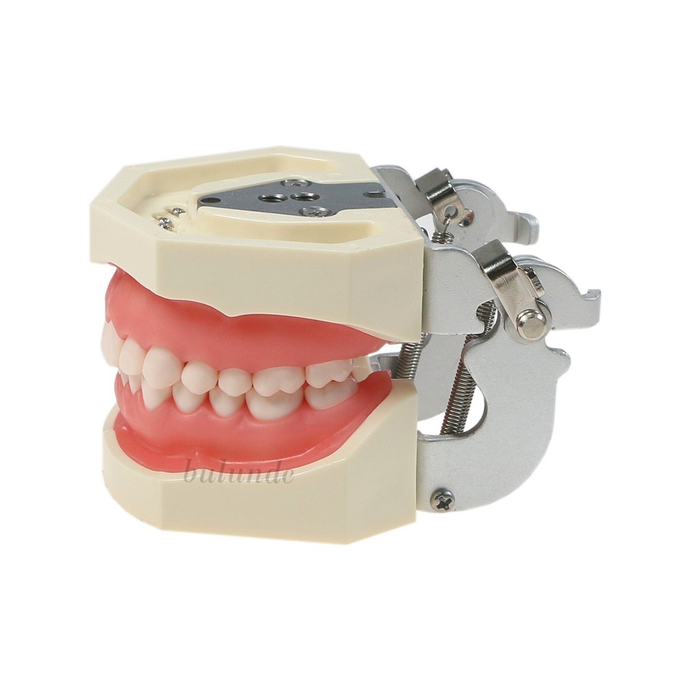 Dental Typodont 28/32PCS Teeth Models for Students Practice Model M80 Series