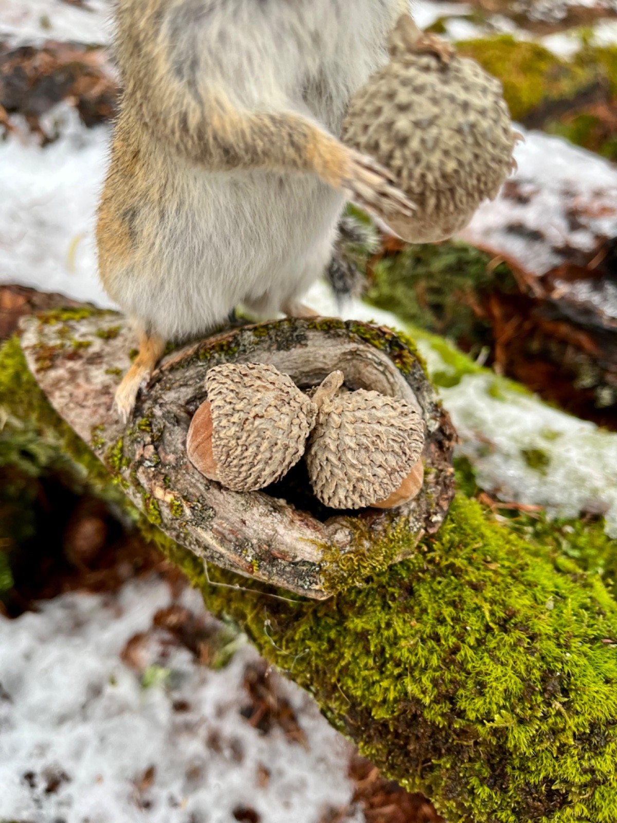 Chipmunk Taxidermy, Eastern Chipmunk Mount, Squirrel Taxidermy, Nature,Gift! NEW